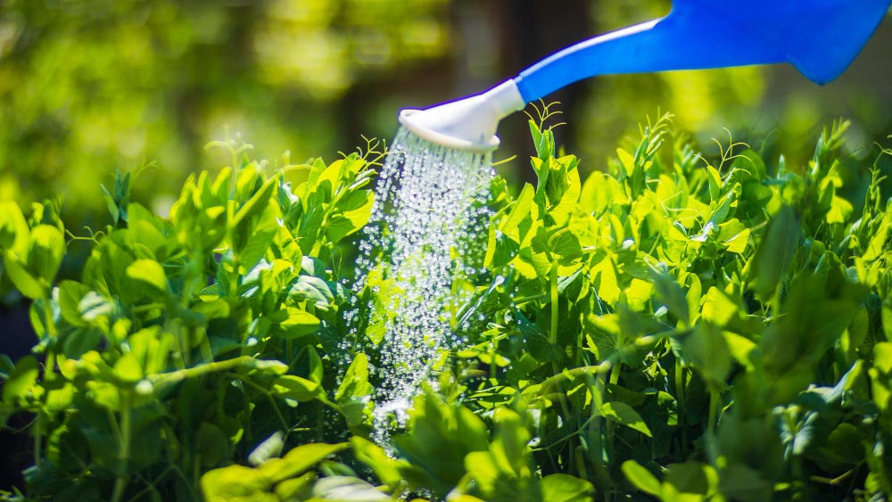 Lawn Fertilizer FAQs - Gardeners Yards