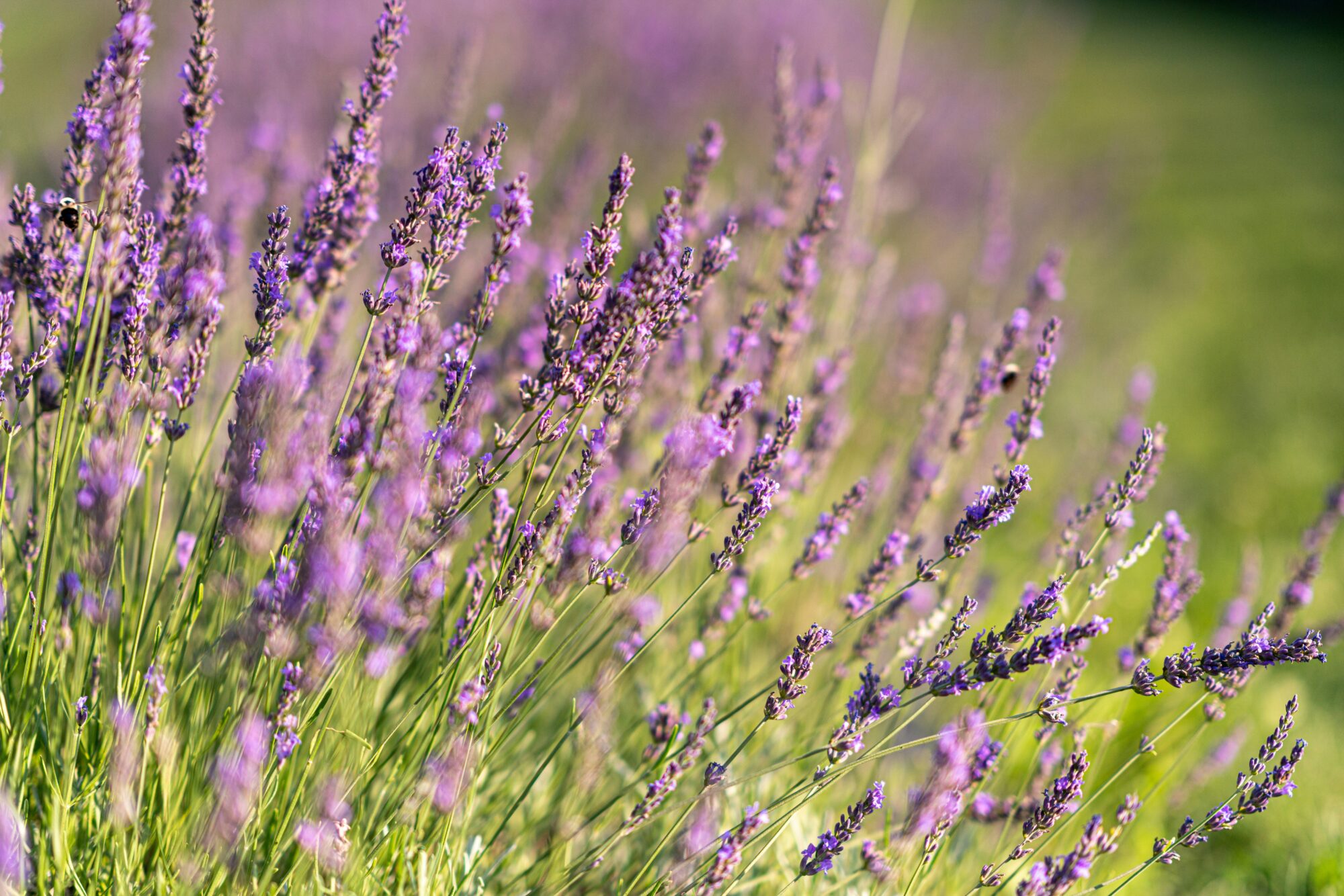 Vibrant lavender stalks sway gently, potential deadheading to encourage growth.