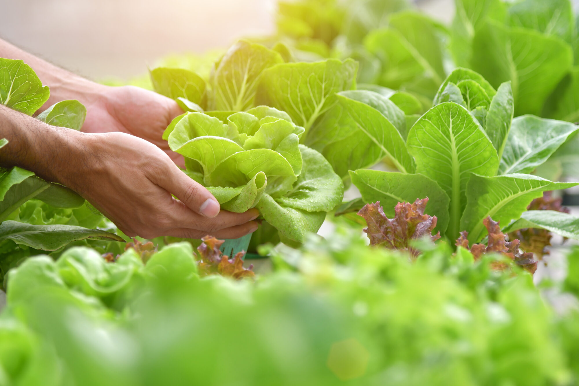 Gardener's hands tenderly inspecting vibrant green hydroponic lettuce, with a hint of wilting leaves signaling early stages of distress.