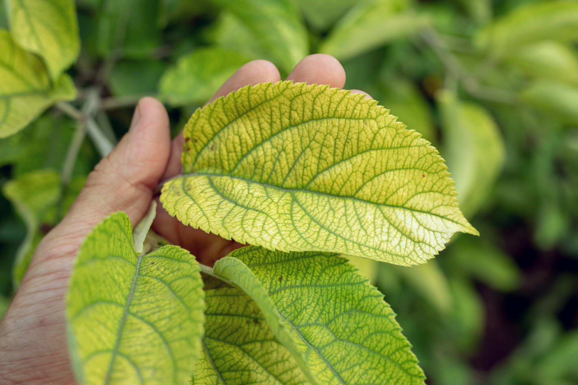 A hand holding a leaf showing signs of chlorosis with prominent yellowing between the veins.





