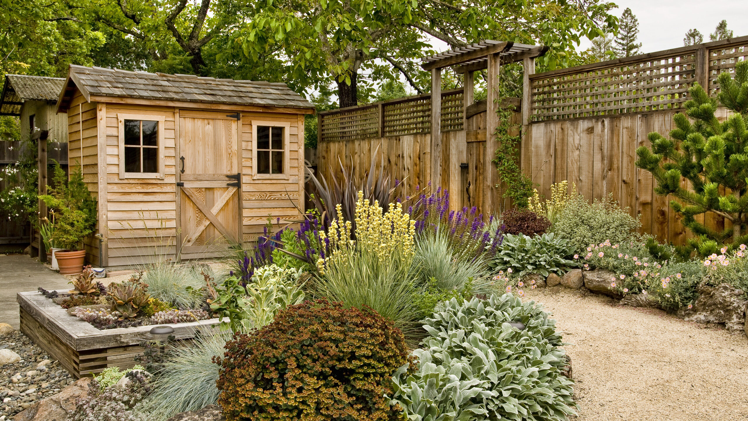 Rustic wooden shed in a lush garden, potentially used as a grow room, surrounded by diverse plants and a gravel path.