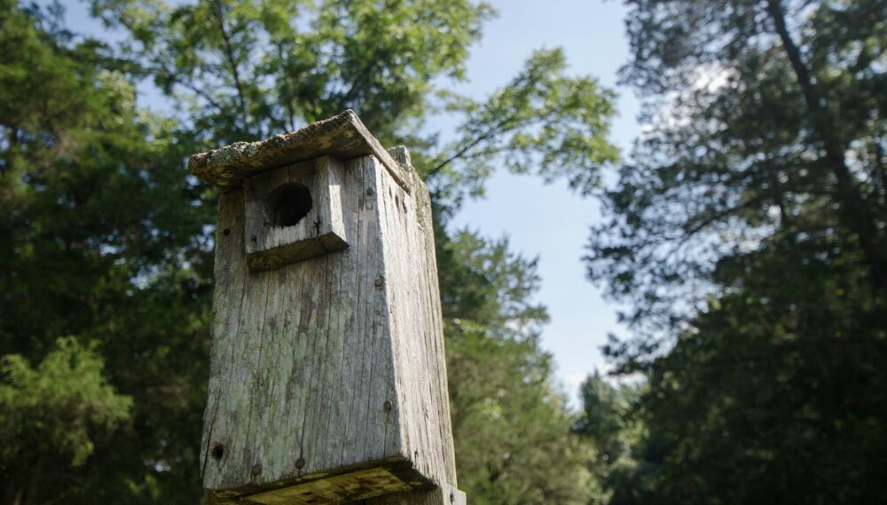 Weathered birdhouse nestled high in tranquil forest canopy.