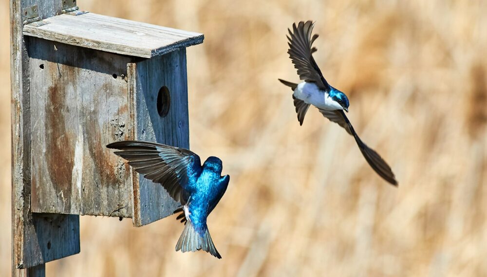 Swallows soar near wooden birdhouse on sunny day, golden reeds.
