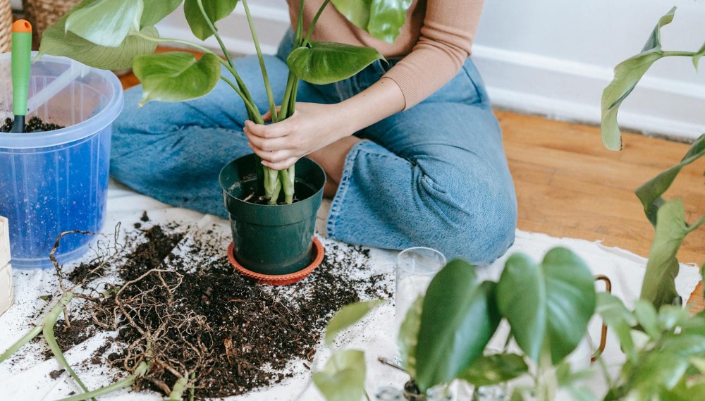 Plant enthusiast repotting houseplant on wooden floor with gardening supplies and fertilizer.
