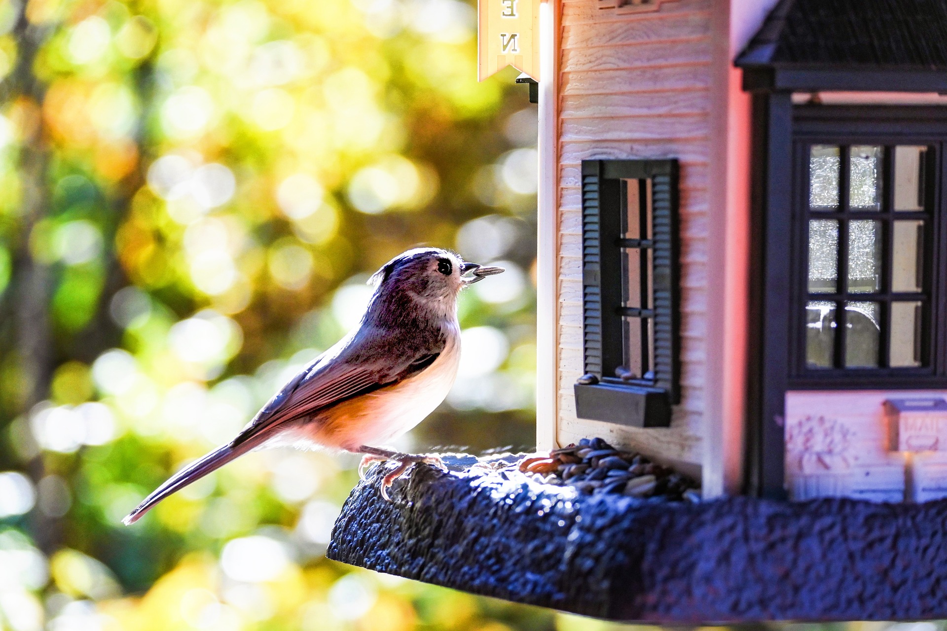 Sparrow perches on house-style bird feeder, seeds in beak.