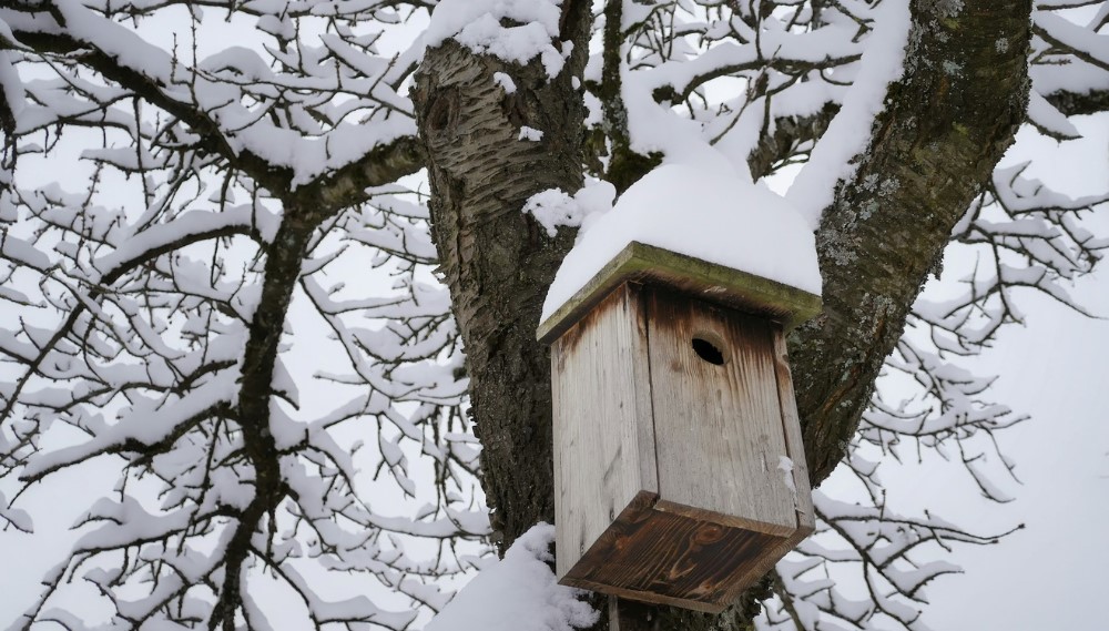 Snow-covered birdhouse on snowy branch, offering cozy winter shelter.