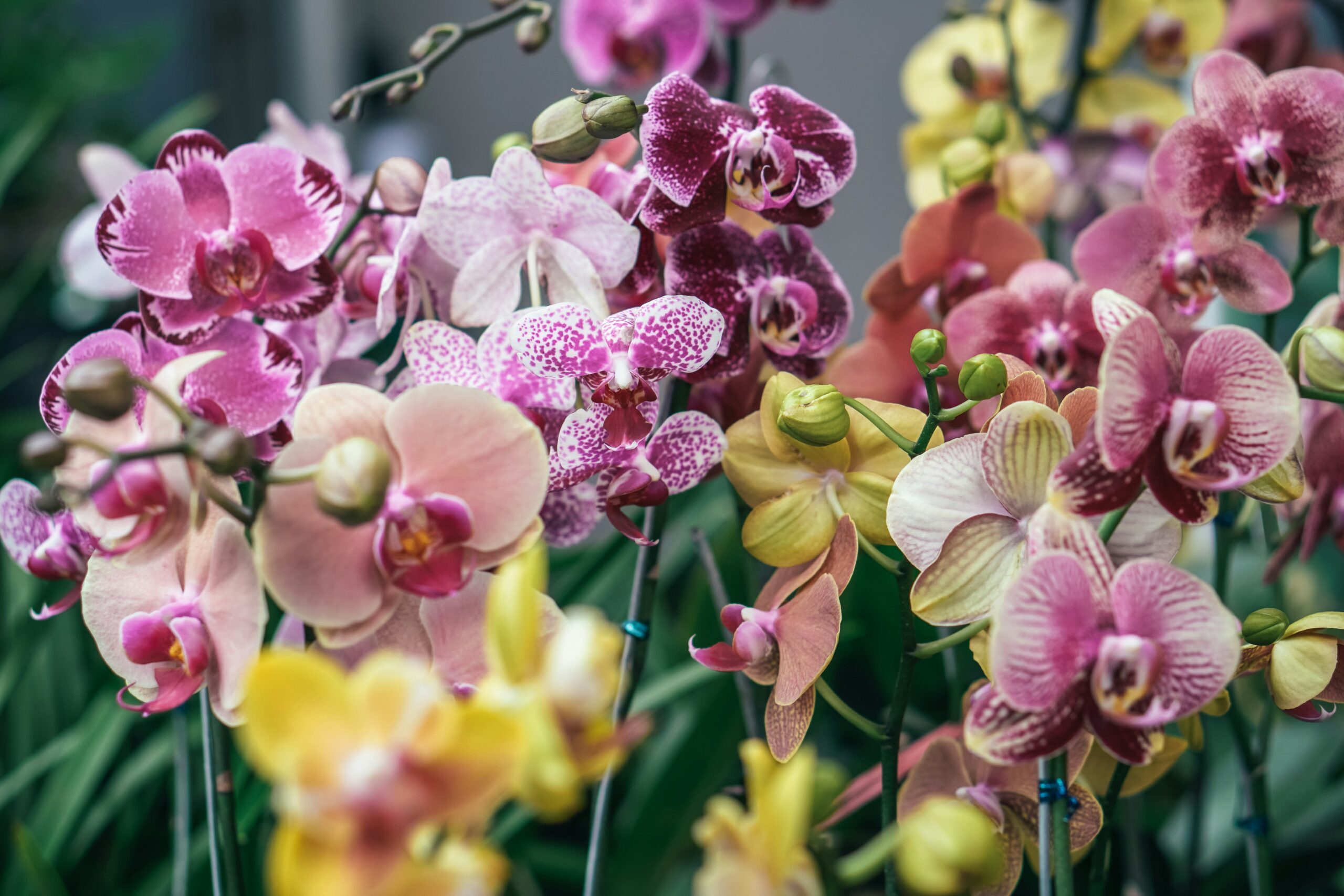 A diverse array of Orchids in full bloom, colors ranging from soft pink to deep maroon, epitomizing the essence of taking care of orchids.