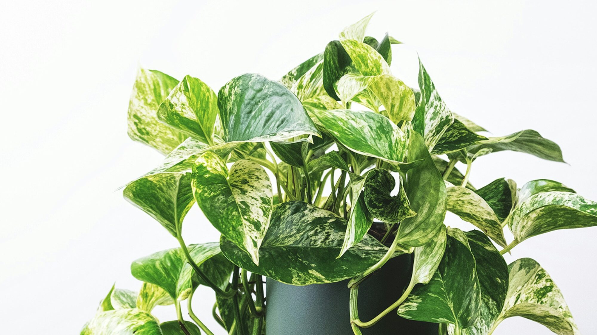 Variegated pothos with green and white leaves in a simple dark pot against a white background.










