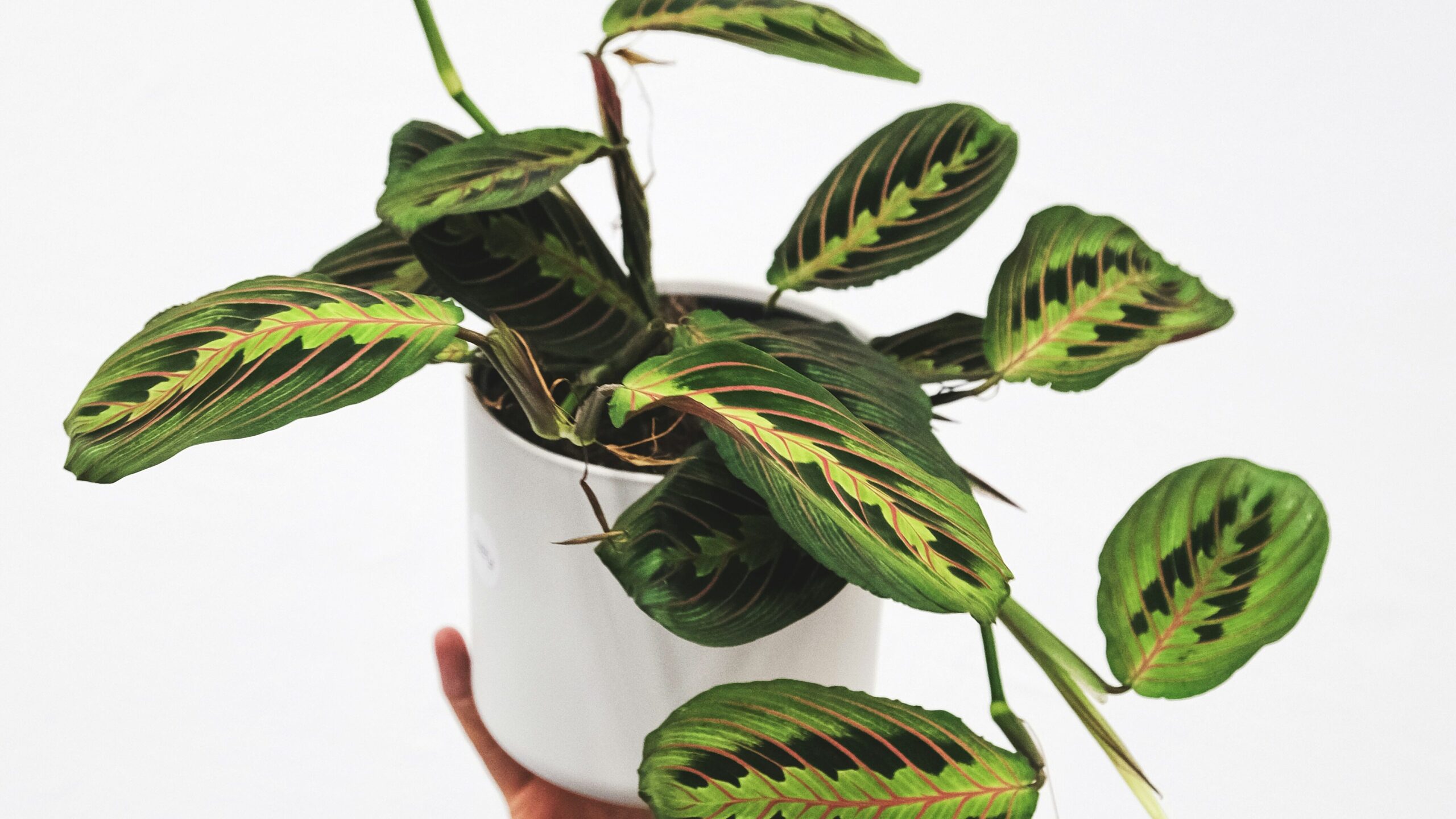 Hand holding a prayer plant with lush green leaves in a white pot, demonstrating plant care.

