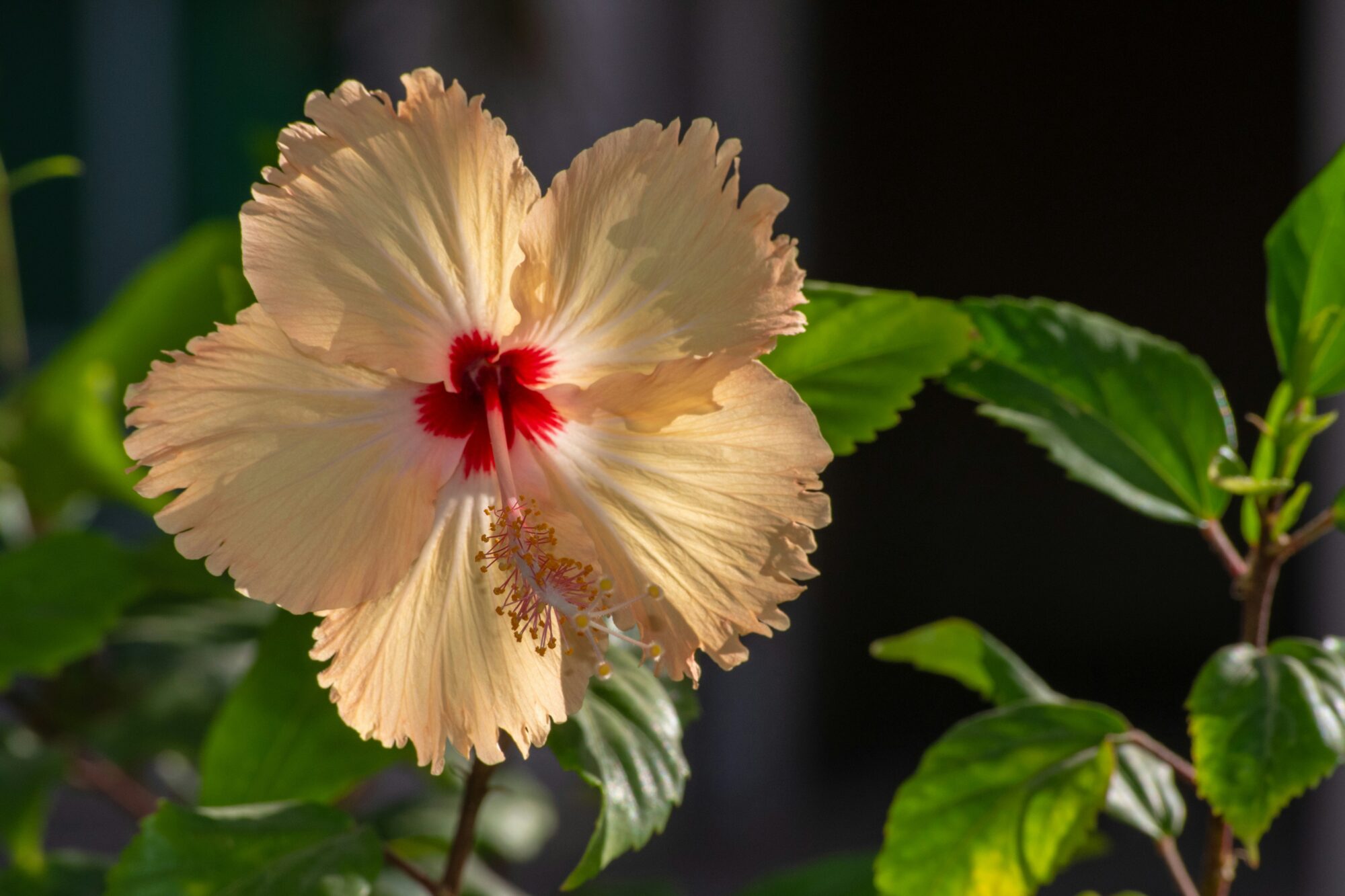 A cream-colored hibiscus with a striking red core, presenting a unique and unusual contrast of colors in plant life.