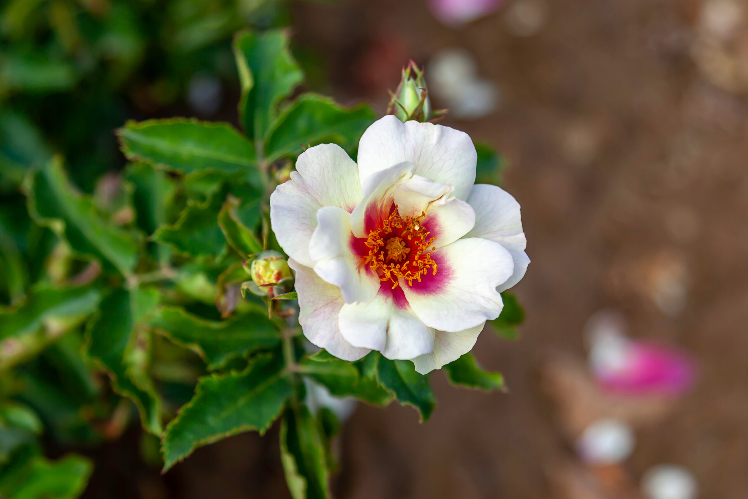 A single white rose with a crimson center, nestled among lush leaves, highlighting the unique beauty of floral diversity.