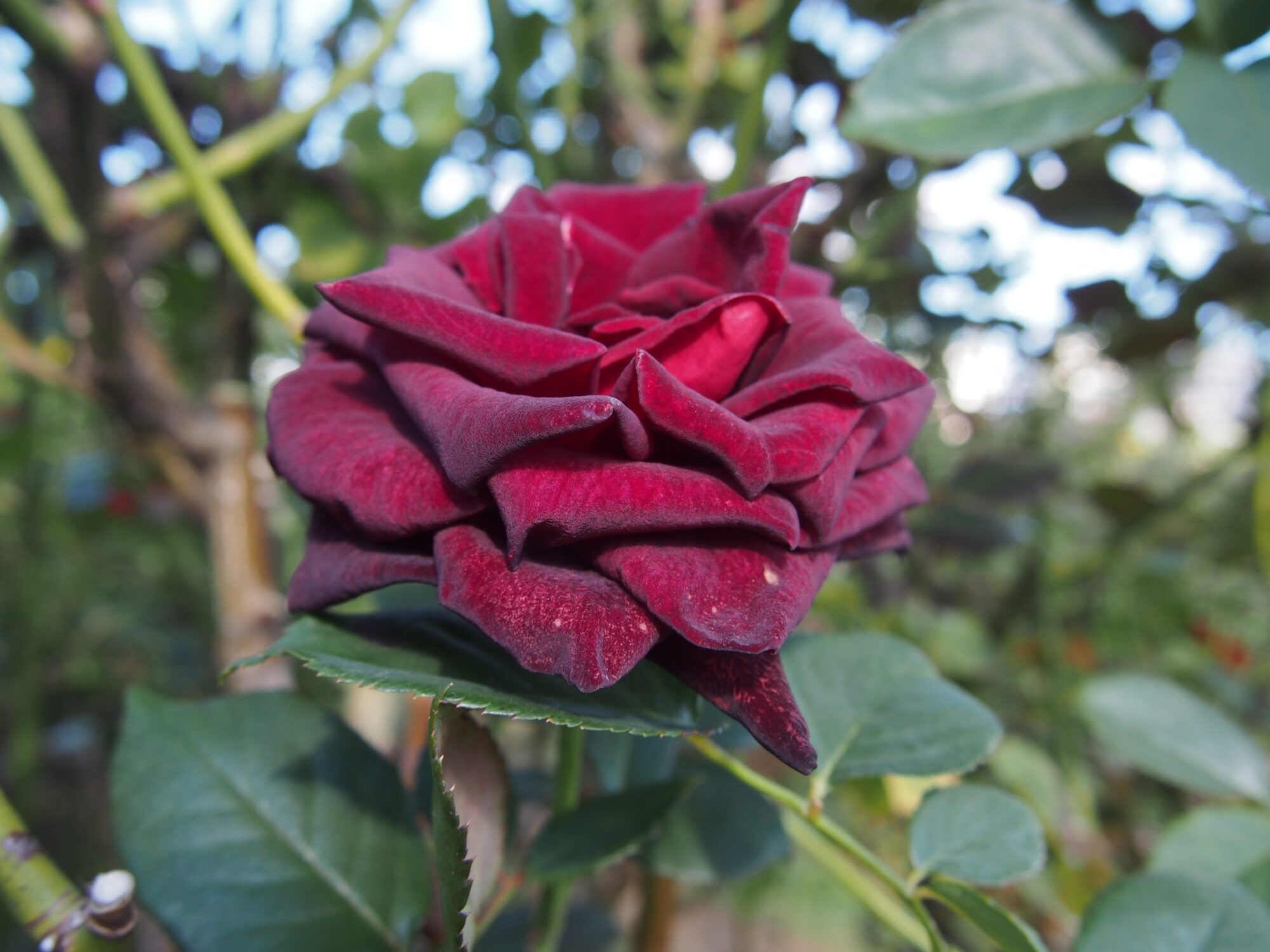 Velvety deep burgundy 'Black Baccara' rose, almost black in hue, with rich green leaves.