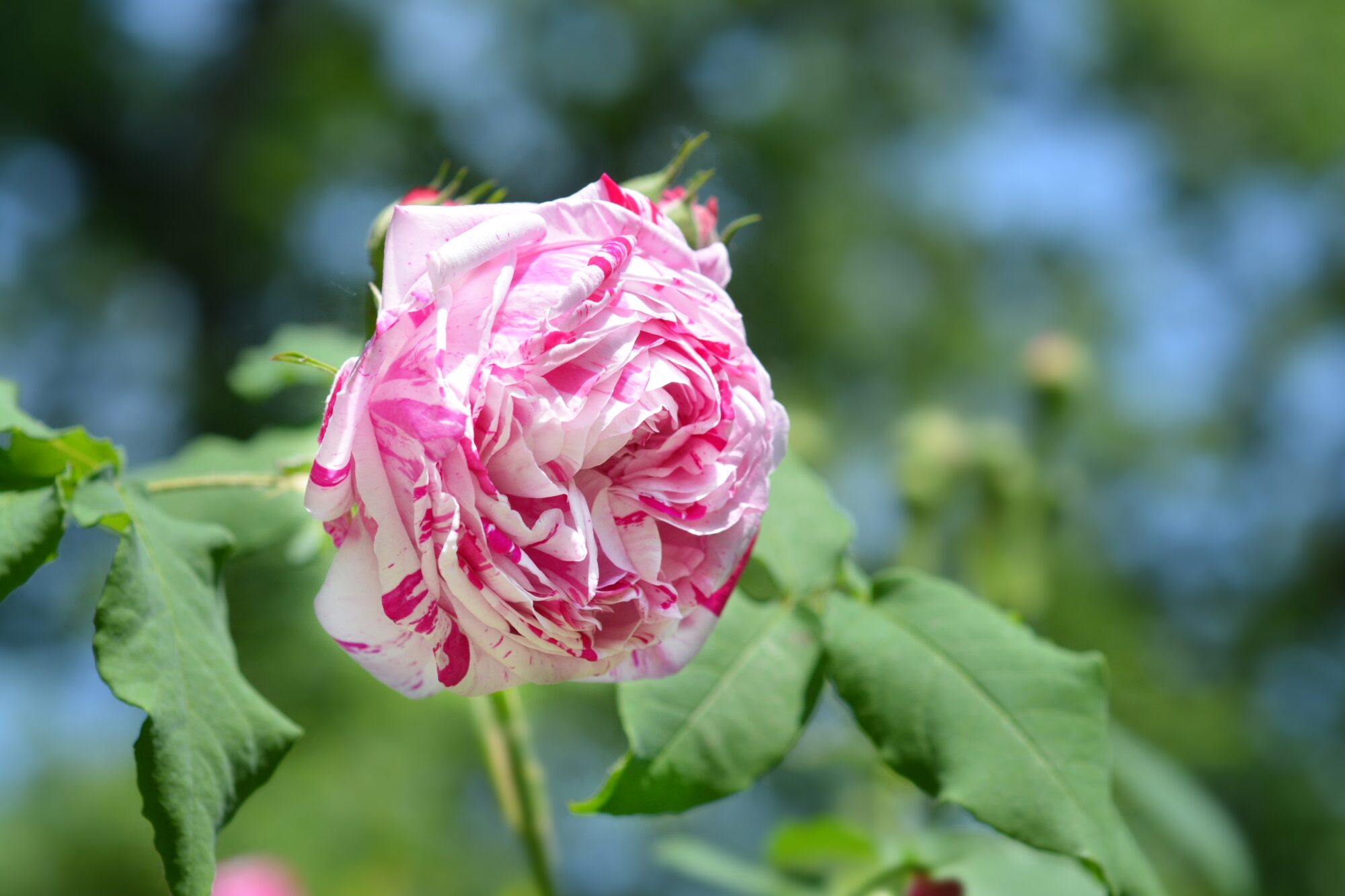 A striking rose with swirled pink and white petals, set against a soft, natural backdrop.