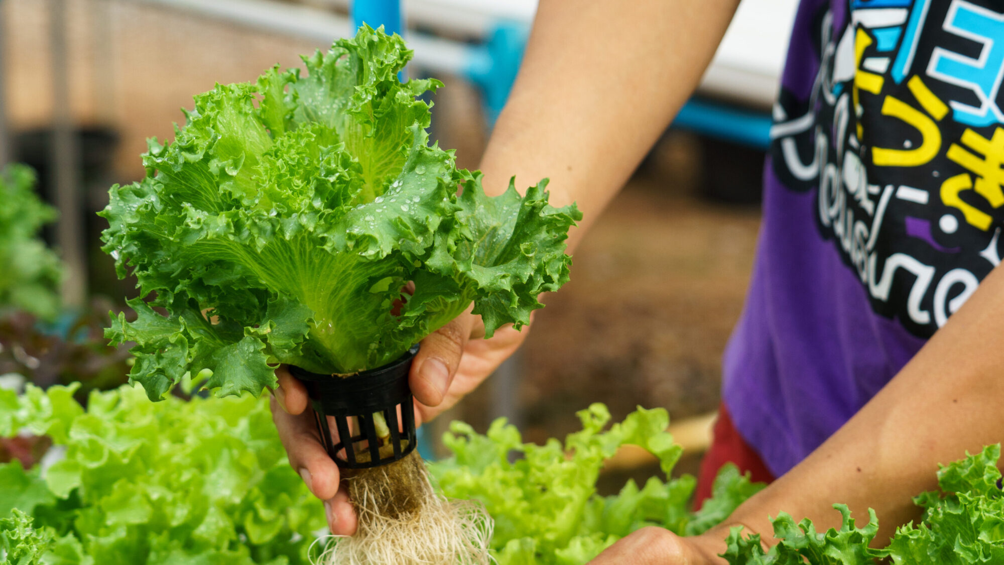Hand holding a healthy hydroponic lettuce with roots, perfect for herb gardeners utilizing hydroponics.