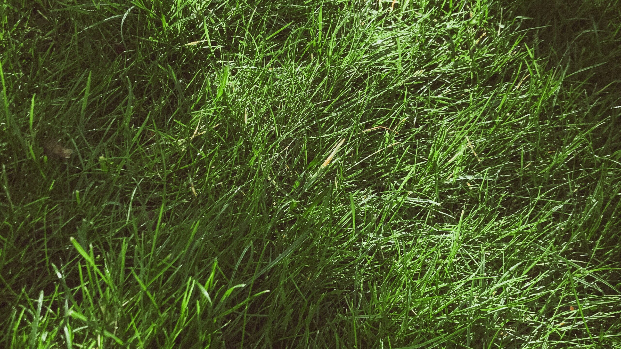 Lush green grass texture, representing the potential for revival when addressing dead grass in a lawn.