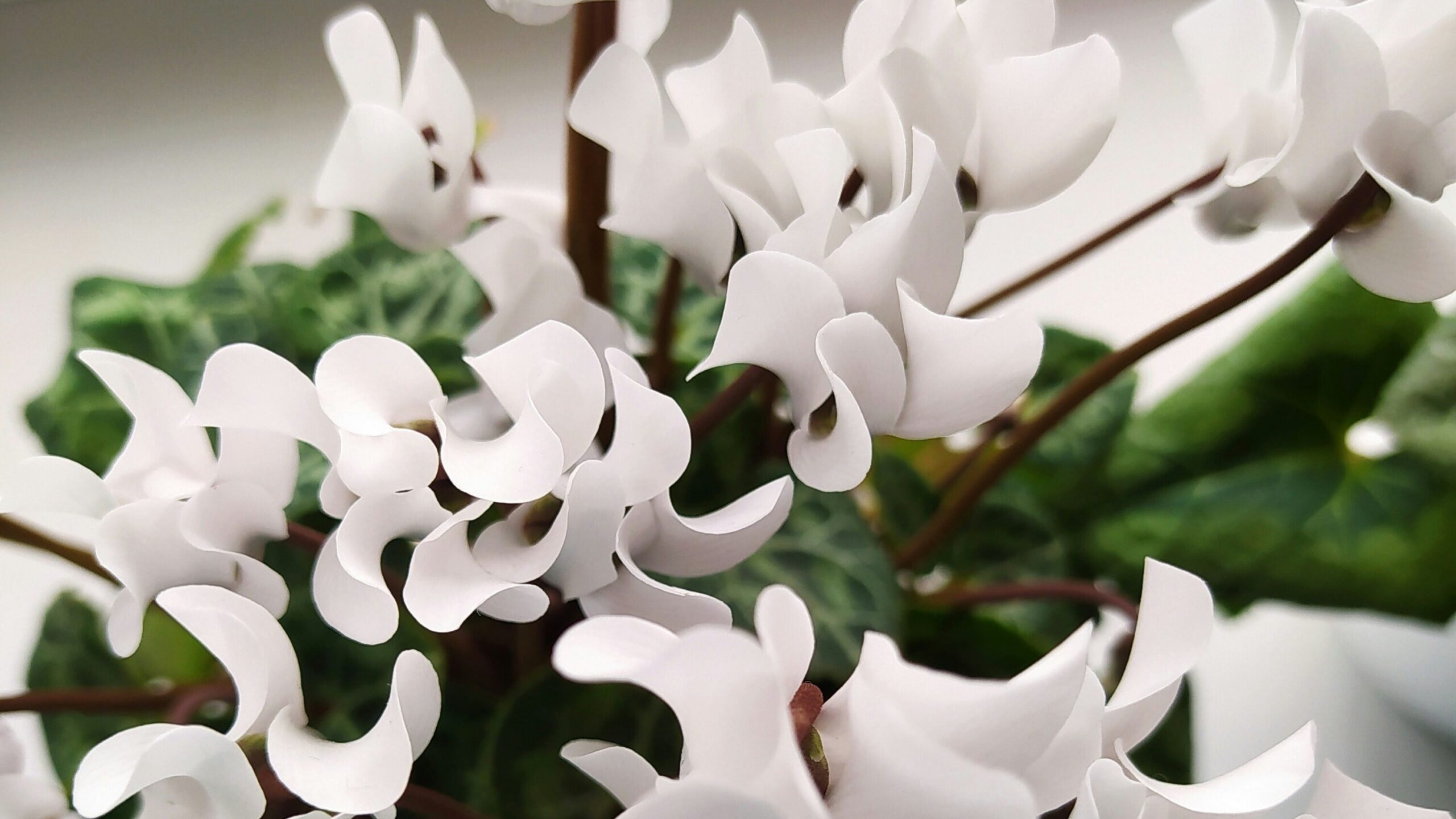 cyclamen white bunch of flowers that represent sadness