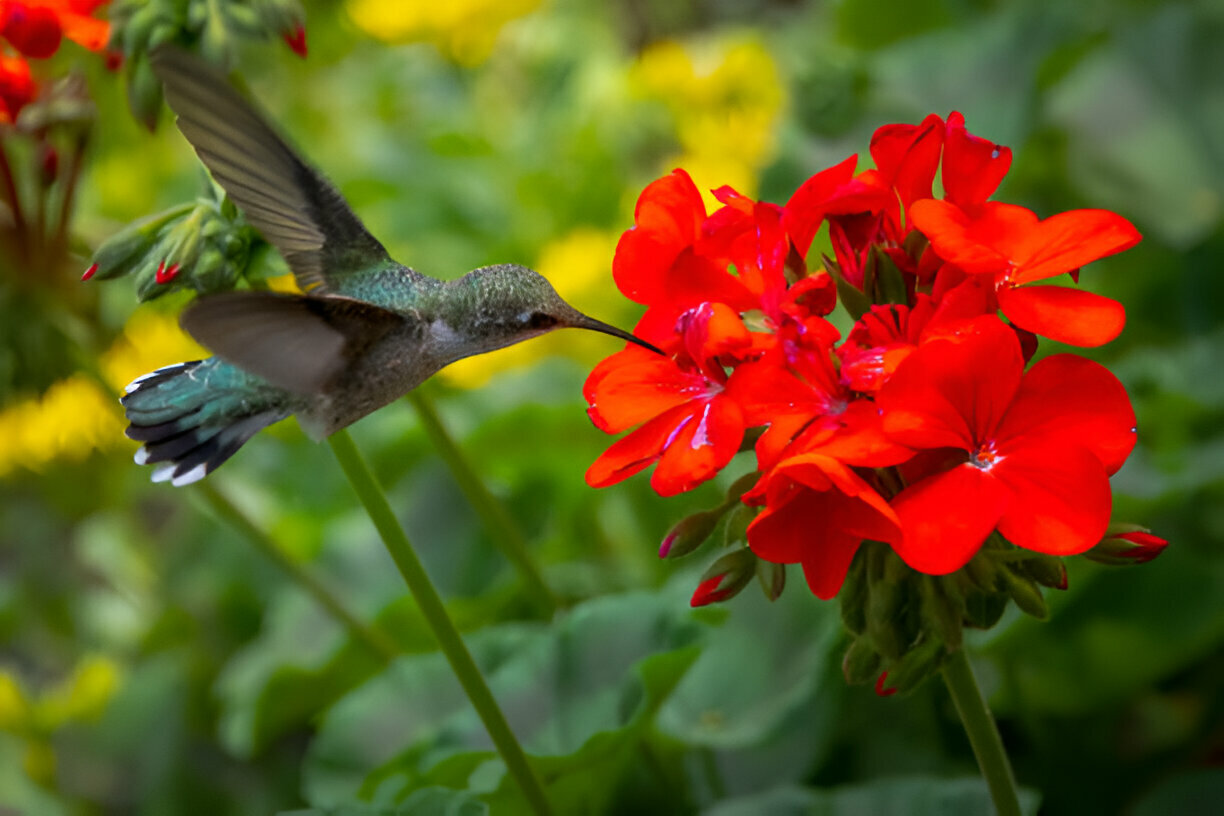 Do hummingbirds love geraniums